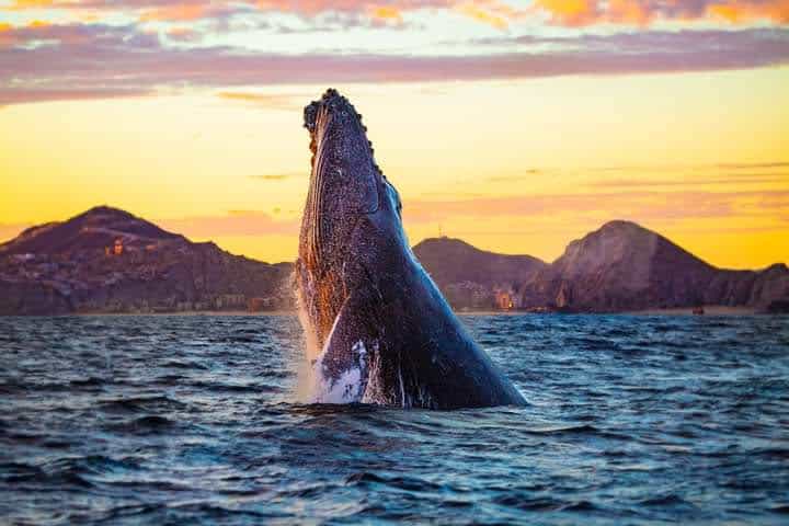 FB_IMG_1605678177722_Original