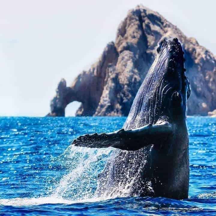 FB_IMG_1606083116132_Original