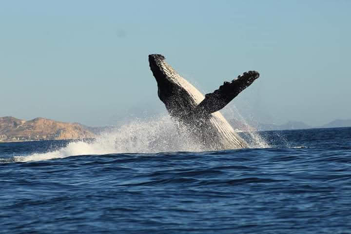 FB_IMG_1609129320784_Original