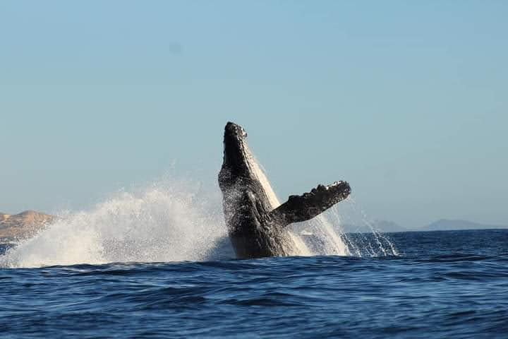 FB_IMG_1609129323315_Original