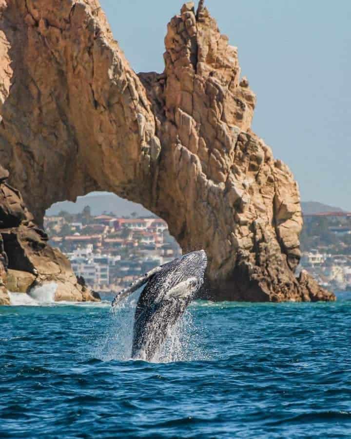 FB_IMG_1641002480532_Original